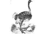 Ostrich (Struthio camelus). Heb. NOTsaH or Y`aNaH (Job 39.13, Lam.4.3, Mic.1.8, Job.30.28-29)